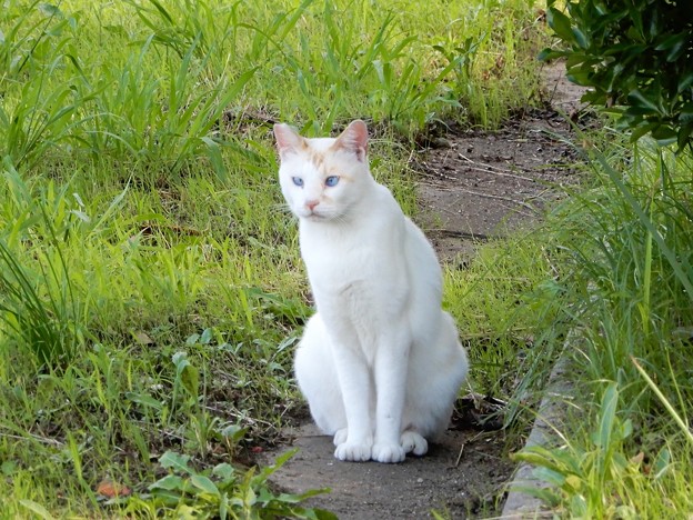 写真: 水走公園の白猫・アオメ (1)