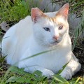 写真: 水走公園の白猫・アオメ (11)