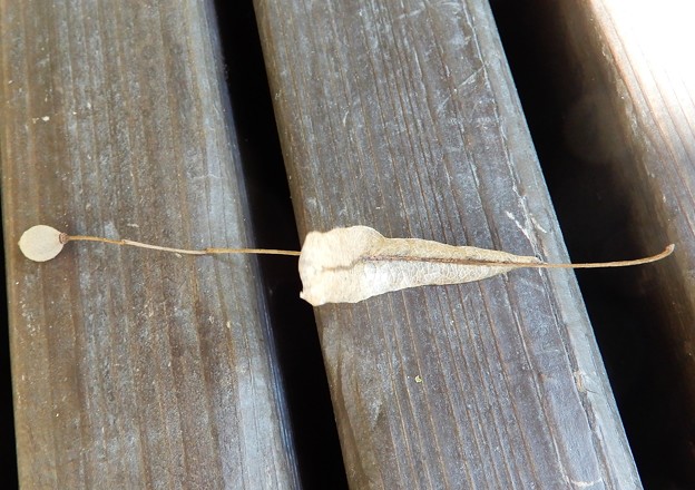 写真: シナノキの実と苞葉（２）