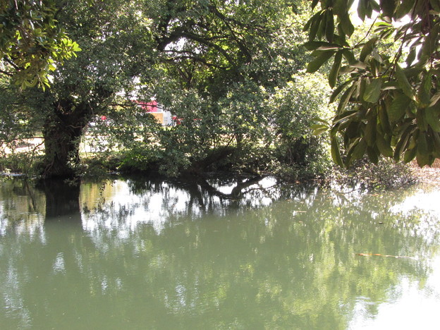 写真: 逆木の池