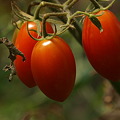 写真: 完熟ミニフルーツトマト