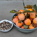 本日の収穫、ムカゴと渋柿