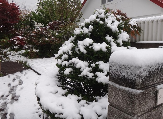 写真: 初雪・・・我が家の庭