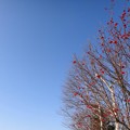 写真: 北広島市の今朝の空