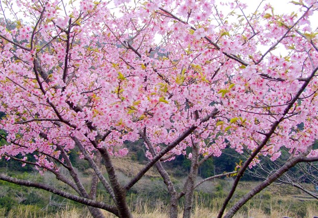 写真: 桜咲く・春の訪れ