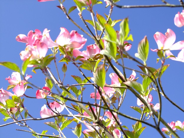 写真: ハナミズキの開花