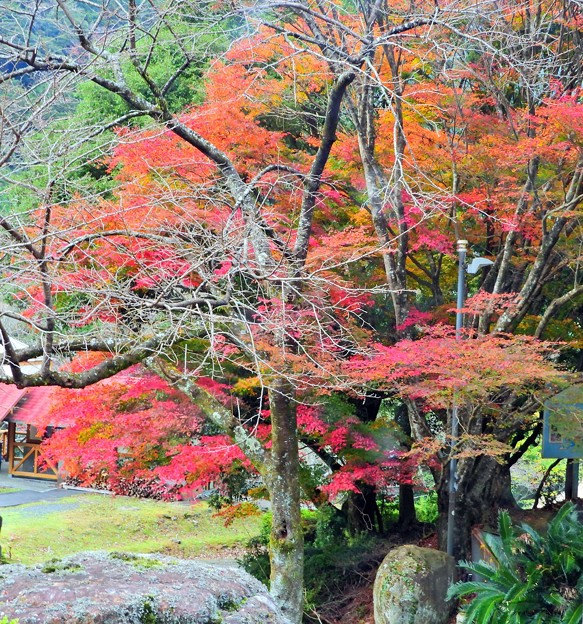 写真: 成川渓谷の紅葉