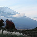 Photos: 富士山とパンパスグラス