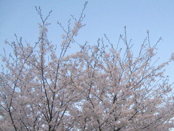 写真: 桜花