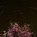 写真: 桜と星の軌跡