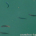 写真: スプリット港の小魚たち