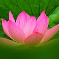 写真: Ancient Lotus