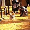 写真: 神宮外苑の銀杏並木とワンコの撮影