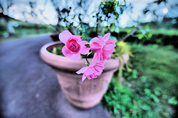 写真: 夏に入り薔薇の焦点心に刻む