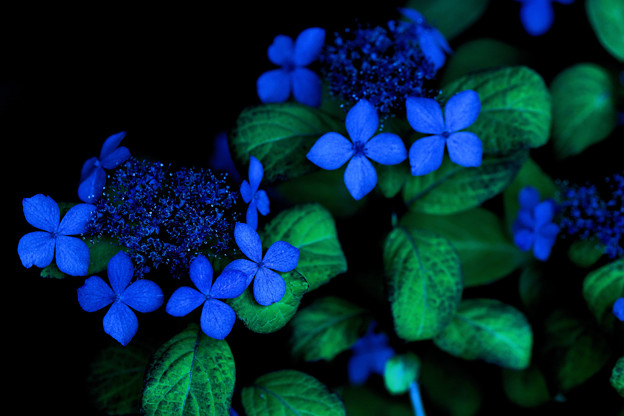 写真: 紺瑠璃に光り輝く紫陽花