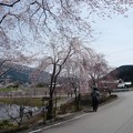 P1360421 宮谷の桜へ