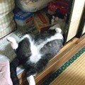 写真: 猫開きププちゃん