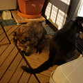 写真: 11-11-satsuki&yoru