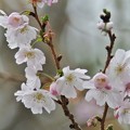 写真: 冬桜.