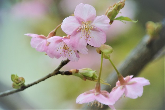 写真: 河津桜咲く