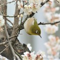 写真: 梅の花蜜すいメジロ