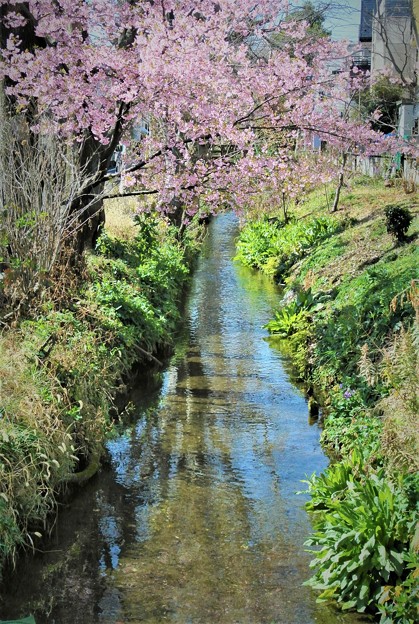写真: 用水路も春本番