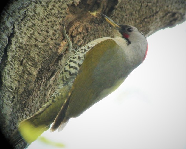 写真: 巣穴探しアオゲラ♀(サイカチの木で・・）
