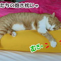 写真: 抱き枕にくっつく猫