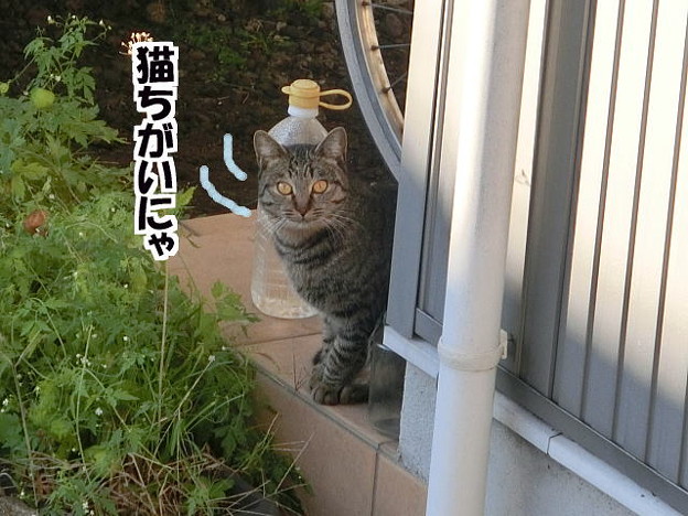 写真: 新顔のノラ猫ちゃん