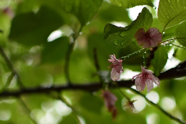 写真: 葉桜