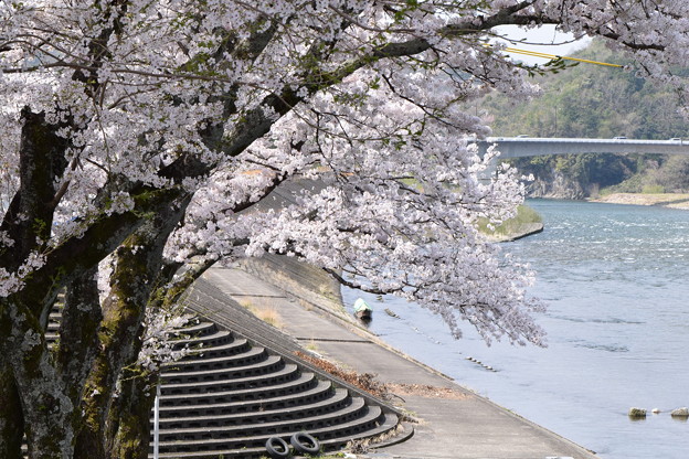 写真: 小瀬川と桜