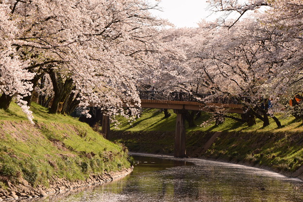 写真: 境川と桜