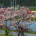 道の駅とざわの紅梅と八重桜