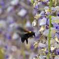 写真: 1405クマバチの蜜集め01
