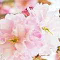 Photos: 150426桜