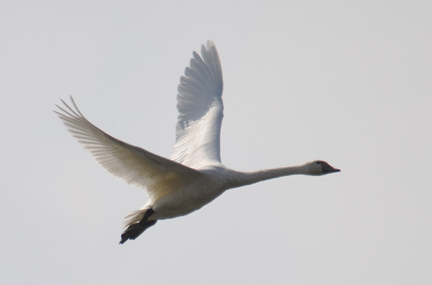 写真: 飛ぶ白鳥その１