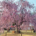 160416霞城公園の桜10
