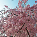 160416霞城公園の桜11