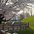 160416霞城公園の桜12