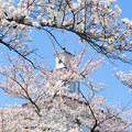 200411桜11