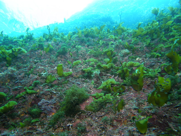 写真: 海藻しかない世界