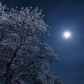 写真: 月暈風桜