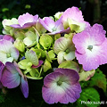 写真: 色々な紫陽花5
