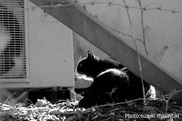 穏やかな表情の黒白猫♪