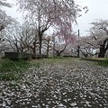 写真: 小雨の桜吹雪の南相馬・原町「夜之森公園」…１・１マイクロシー ベル...