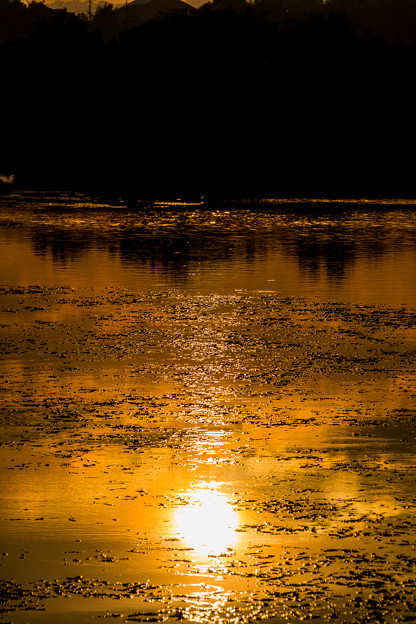 写真: 川面の夕日