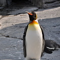 写真: ペンギン1