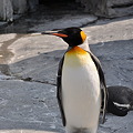 写真: ペンギン2