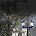 写真: 花水木と街灯