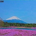 写真: 富士芝桜(HDRアートクラフト・中)